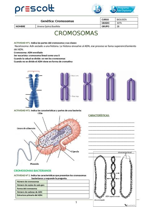 Cromosomas Guia De Estudio Para Bachillerato Guías Proyectos