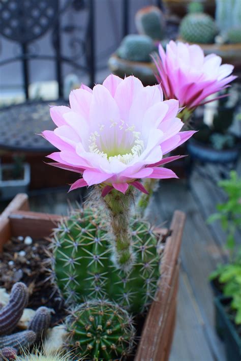 Easter Lily Cactus Echinopsis Multiplex Expressive Movement