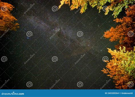 Autumn Leaves On The Ground Night Sky With Stars Wide Angle Stock