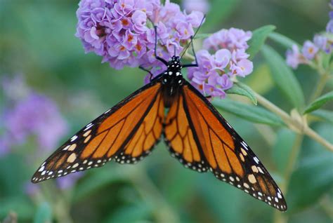 Monarch Butterfly On Purple Butterfly Bush Flickr Photo Sharing