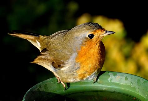 Das rotkehlchen (erithacus rubecula), auch unter den synonymen dandalus rubecula, lusciola rubecula, motacilla rubecula und sylvia rubecula sowie unter den bezeichnungen rotbrüstchen. Rotkehlchen --- Foto & Bild | tiere, wildlife, wild ...