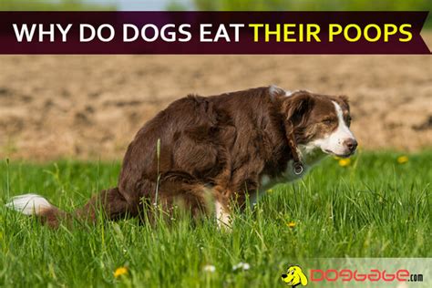 This behavior typically is normal for very young puppies, possibly to colonize the gastrointestinal tract with normal bacteria. OMG! My Dog Just Ate His Own Sh*t! Why Do Dogs Eat Their ...