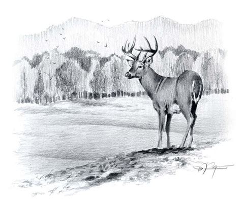 Whitetail Buck Pencil Drawing Art Print By Artist Dj Rogers Etsy Norway