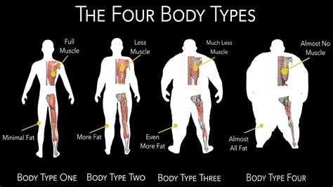 Body Type Science How To Determine Body Types Fellow One Research