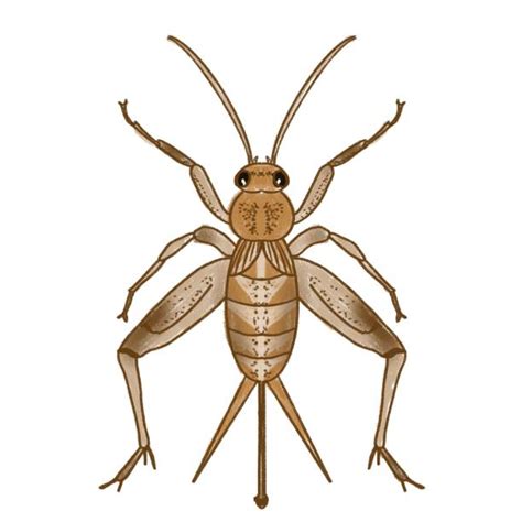 Cricket Insect Drawing Stock Photos Pictures And Royalty Free Images
