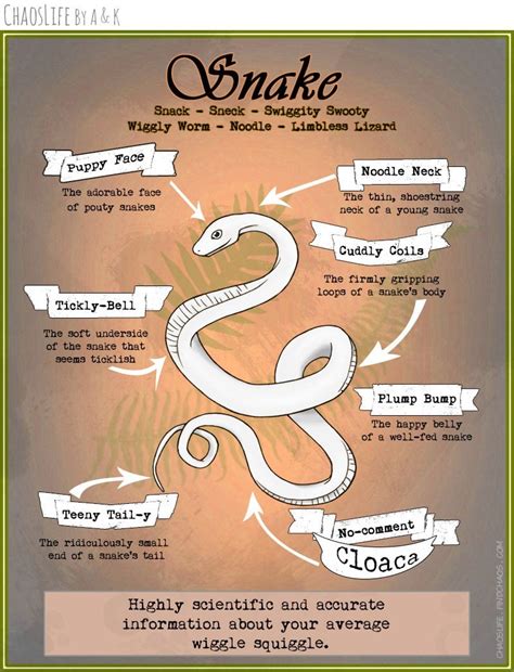 Anatomy Of A Snake Xpost Rsneks Rproperanatomy