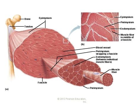 Physiology Skeletal Muscle Contraction Bone Epimysium Perimysium Tendon