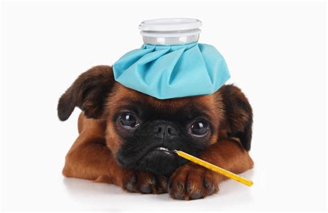 Cómo Saber Si Tu Perro Está Enfermo 14 Síntomas Para Preocuparse El