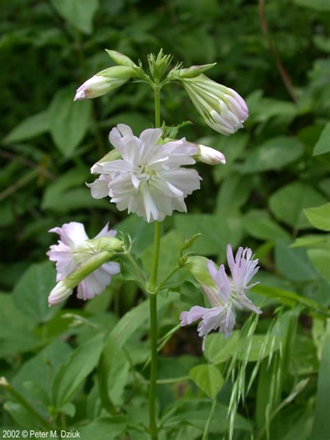 Flower of the week group unforgetable flowers. Saponaria officinalis (Bouncing Bet): Minnesota Wildflowers