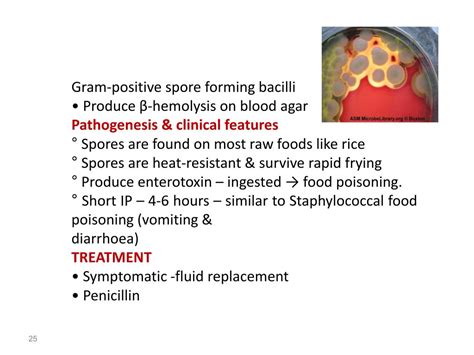 Ppt Diagnostic Microbiology Lecture 11 Gram Positive Endospore