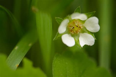 The hallerbos forest is the most magical forest of europe! March 14th - Hallerbos