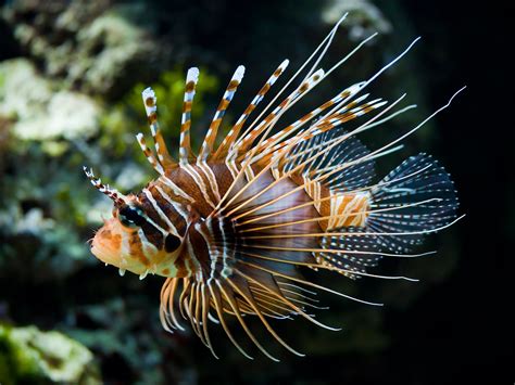Seven Colorful Aquarium Fishes With Unique Fins