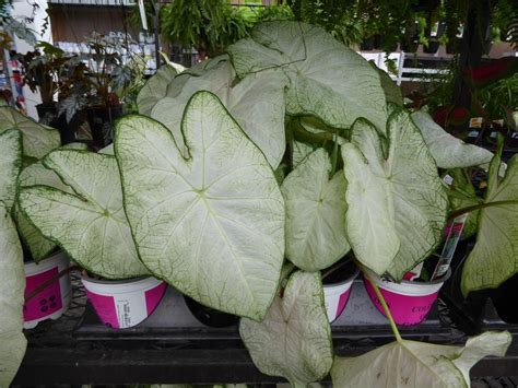Photo Of The Entire Plant Of Fancy Leaf Caladium Caladium Florida