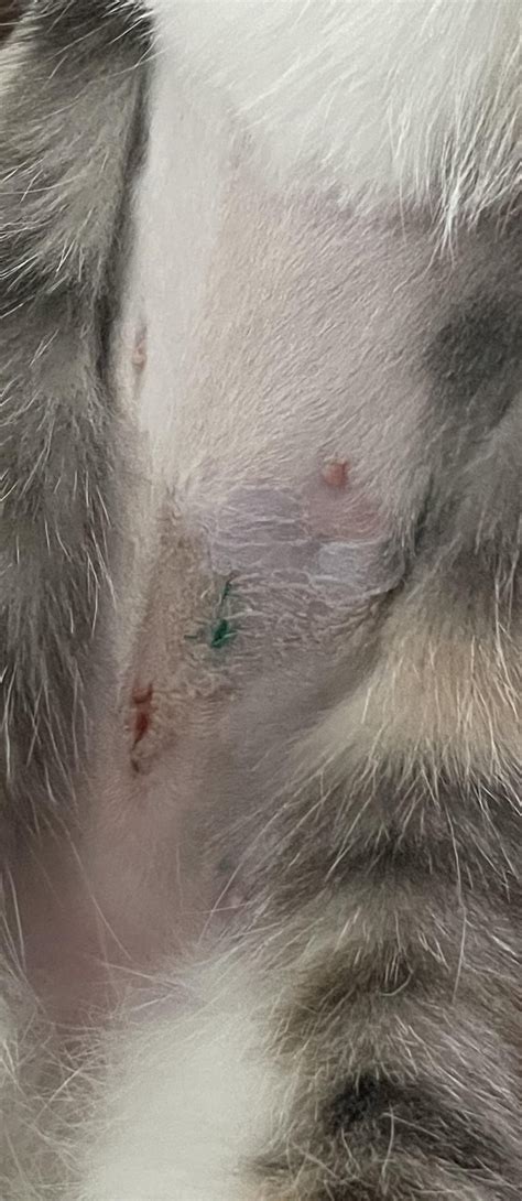 Does My Cats Spay Incision Look Normal Rcats