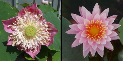 Flower Tales Sacred Lotus Help