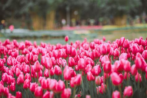 Selective Focus Photo Of Pink Tulip Field · Free Stock Photo