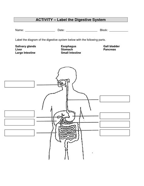 Human Digestive System Diagram Quiz Digestive System Diagram Human