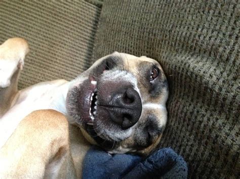 20 Pictures Of Dogs Just Waking Up