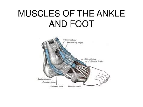 Ppt Muscles Of The Ankle And Foot Powerpoint Presentation Free