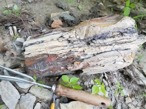 What Type Pennsylvanian Tree Bark Is This Fossil Id The Fossil Forum