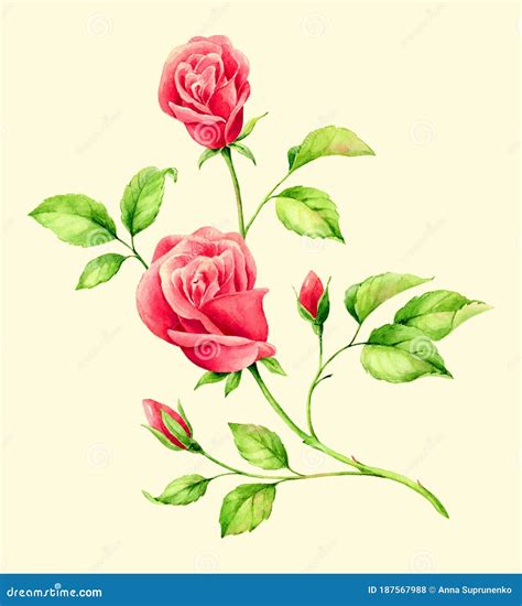 Hand Drawn Watercolor Red English Roses Romantic Background For Web
