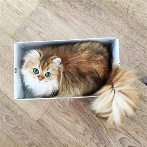Meet Smoothie The World S Most Photogenic Cat