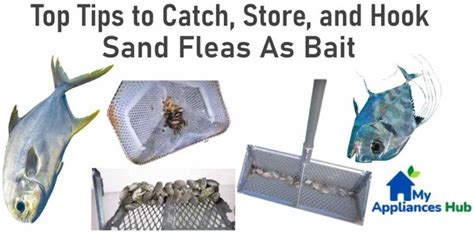 How To Catch Sand Fleas Top Tips To Store And Hook Sand Fleas As Bait