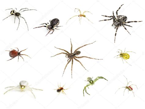 Eleven Different Spiders On White — Stock Photo © Hhelene 100479698