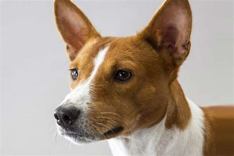 Basenji Dog Breed Information American Kennel Club