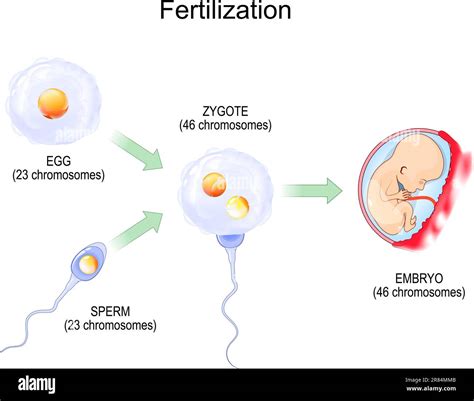 Fertilisation Human Egg Stock Vector Images Alamy