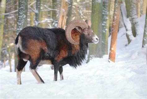 Majestic Mouflon Ovis Musimon Male In Winter Stock Photo Image Of