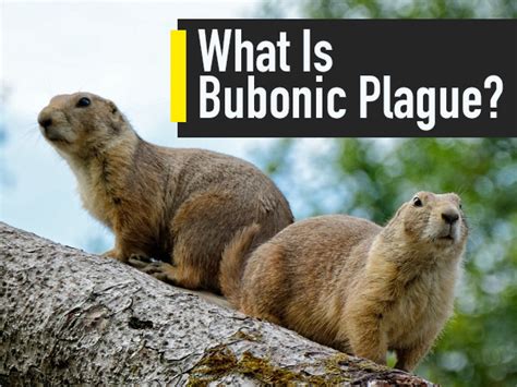 What Is Bubonic Plague Signs And Symptoms Causes Treatment And
