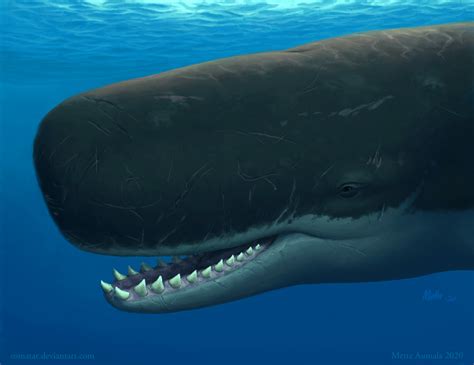 Sperm Whales Are Wacky Weird And Wonderful Heres Why National Marine Aquarium