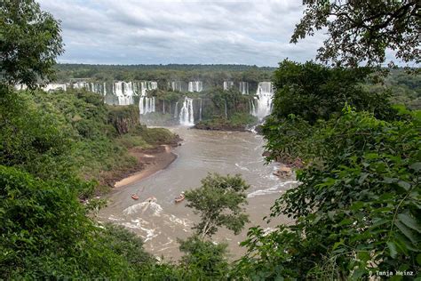 South American Coatis At The Iguaçu Falls In Brazil
