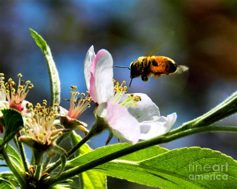 Apple Blossom And Honey Bee Photograph By Sharon Woerner Fine Art America