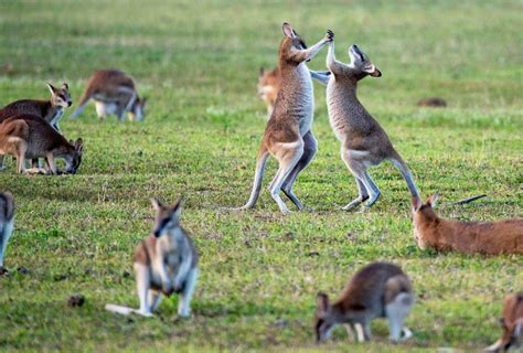 Australias Most Dangerous Animals Ranked Roughmaps Where Real