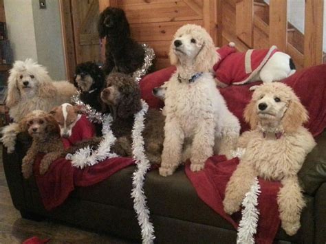 April 15, 2019 by shannon cutts 10 comments. Christmas at Tahallshire 2015 | Standard poodle, Pets, Poodle