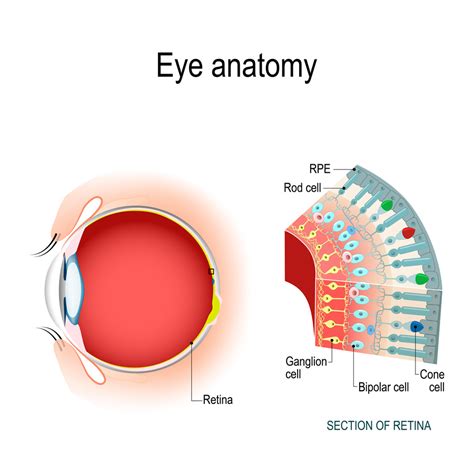 Retina Eye Patient