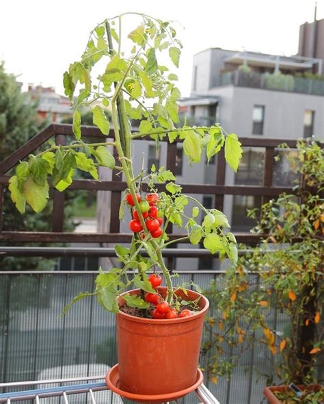 Growing Tomatoes In Pots 13 Tomato Growing Tips For Containers