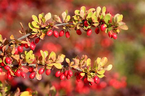 30 Most Deer Resistant Shrubs Lasting Privacy And Shade For The
