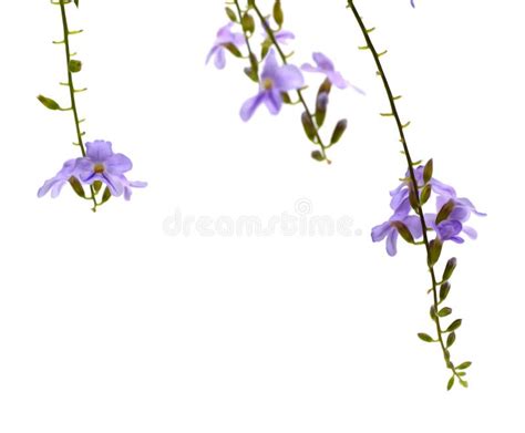 Purple Flowers On White Background Stock Image Image Of Decorative