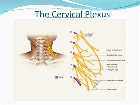 Cervical Plexus Anatomy Function Injury Complications And Diagram