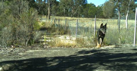 Greater Sydney Local Land Services Is Rolling Out A 1080 Wild Dog And