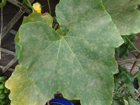 Powdery mildew on plants is the most prominent plant disease which affects all parts of the plants right from the buds, the surface of leaves to the fruits and flowers. Down on the Allotment: How to get rid of Powdery Mildew