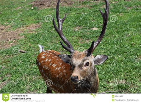 Sika Deer Buck Eyeing Camera Stock Image Image Of Deer Spots 104570275