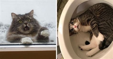 15 Cute Silly Animals Who Surprise Us With Their Quirky
