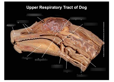 Upper Respiratory Tract Of A Dog Diagram Quizlet