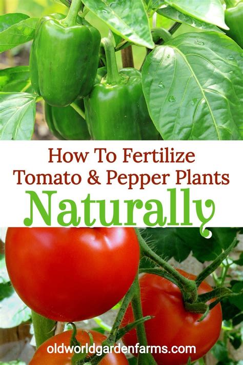 How To Fertilize Tomato Plants Right Grow Your Biggest And Best Crop