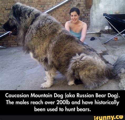 Caucasian Mountain Dog Aka Russian Bear Dog The Males Reach Over