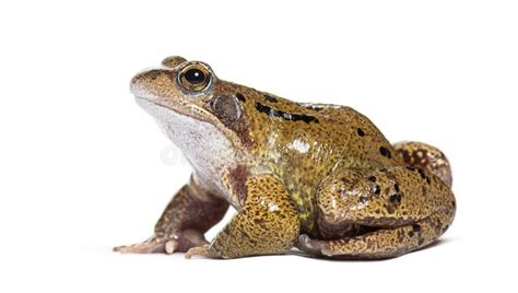 European Common Frog Rana Temporaria Isolated On White Stock Image